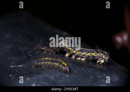 Geburt der Callimorpha dominula Familie Erebidae Gattung Callimorpha Scarlet Tiger Moth raupe wilde Natur Insektenfotografie, Bild, Tapete Stockfoto