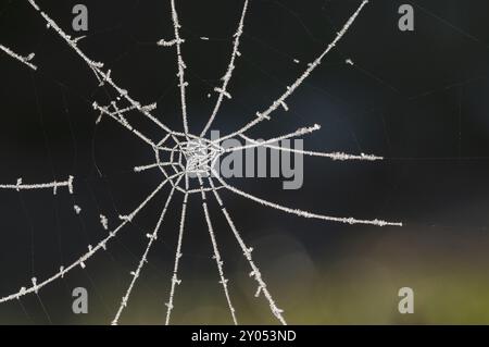 Eiskristalle hängen von einem Spinnennetz Stockfoto