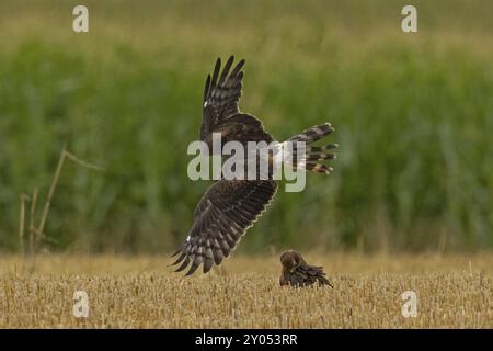 Montagu's harrier Jungvogel, der auf dem ausgeernteten Getreidefeld sitzt, sieht links aus, und Weibchen mit offenen Flügeln, die über das Getreidefeld fliegen Stockfoto