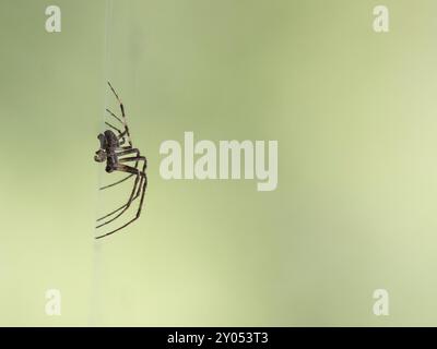 Eine Gartenkreuzspinne frisst die Beute in ihrem Netz Stockfoto