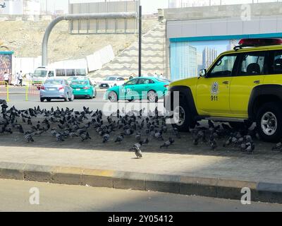 Mekka, Saudi-Arabien, 8. Juni 2024: Ein Nissan Patrouillenwagen, umgeben von vielen Haram-Tauben in der Straße von Makkah, der Hauptstadt von Mekka Provi Stockfoto