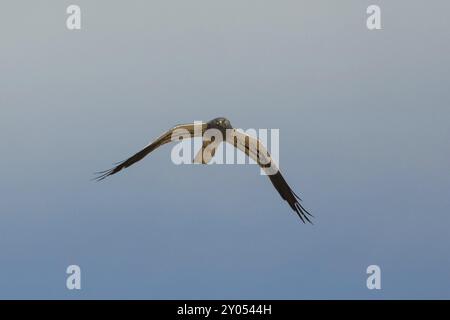 Montagus harrier mit offenen Flügeln, die von vorne vor einem blauen Himmel fliegen Stockfoto