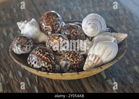 Muscheln Dekoration in Schale Stockfoto