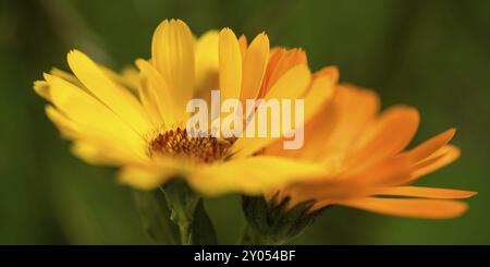Ringelblumen (Makroaufnahme) Stockfoto