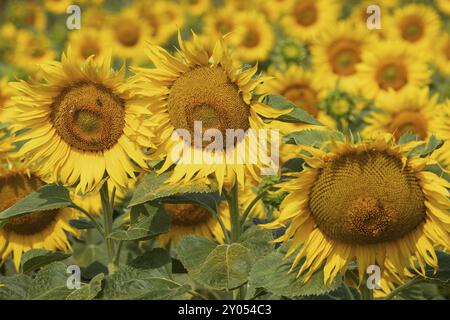 Sonnenblume drei gelbe offene Blumen nebeneinander Stockfoto