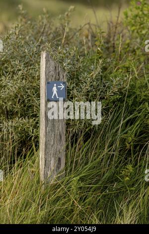 Wanderweg in der Heide hinter den Dünen, in der Nähe von Oerd, Ameland Island, Friesland, Niederlande Stockfoto