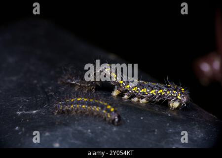 Geburt der Callimorpha dominula Familie Erebidae Gattung Callimorpha Scarlet Tiger Moth raupe wilde Natur Insektenfotografie, Bild, Tapete Stockfoto