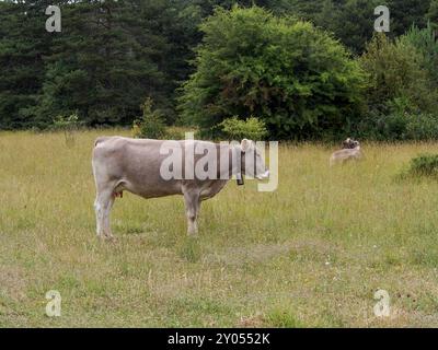 Kühe, die durch Wiesen in den spanischen Pyrenäen weiden. Pyrenäenkuh. Kühe, die bei den Pyrenäen-Rindern weiden Stockfoto