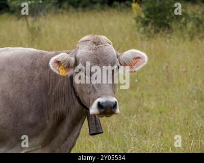 Kühe, die durch Wiesen in den spanischen Pyrenäen weiden. Pyrenäenkuh. Kühe, die bei den Pyrenäen-Rindern weiden Stockfoto