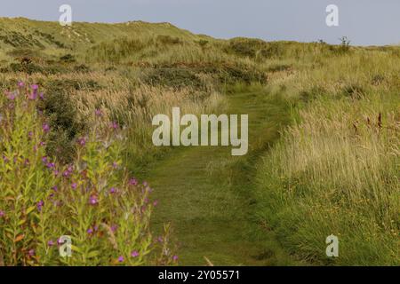 Wanderweg in der Heide hinter den Dünen, in der Nähe von Oerd, Ameland Island, Friesland, Niederlande Stockfoto