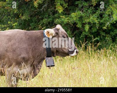 Kühe, die durch Wiesen in den spanischen Pyrenäen weiden. Pyrenäenkuh. Kühe, die bei den Pyrenäen-Rindern weiden Stockfoto