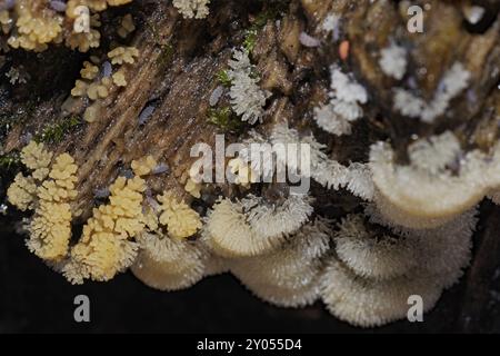 Icicle Fairy Fan viele gelblich-graue Fruchtkörper mit kleinen Ästen nebeneinander auf Baumstamm Stockfoto