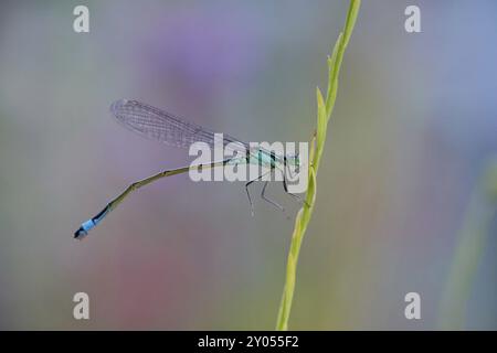 Nahaufnahme einer Blauschwanzfliege (Ischnura elegans), die sich an einem dünnen Pflanzenstiel festhält, verschwommener Hintergrund, Wismar, Mecklenburg-Vorpommern, Germa Stockfoto