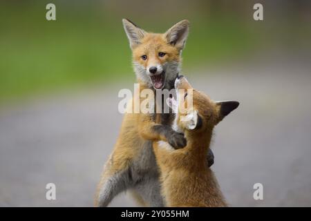 Rotfuchs (Vulpes vulpes), zwei junge Füchse, die gegeneinander spielen und kämpfen, Sommer, Hessen, Deutschland, Europa Stockfoto