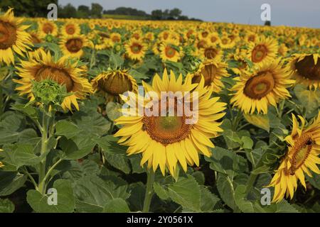 Sonnenblume viele gelbe offene Blumen nebeneinander vor einem blauen Himmel Stockfoto