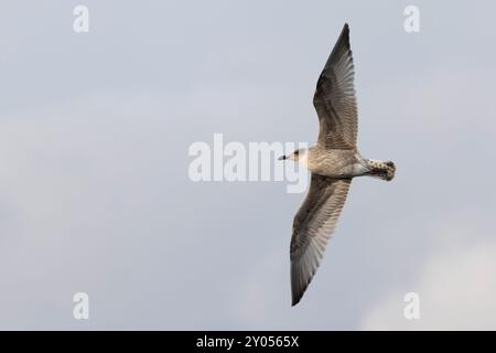Heringsmöwe Larus argentatus aus nächster Nähe an den Küsten der Normandie Stockfoto