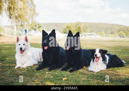 Vier Hunde (Berger Blanc Suisse, Altdeutscher Schäferhund & Border Collie) Stockfoto