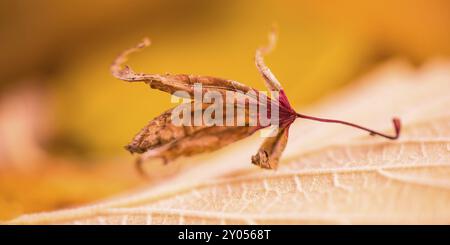 Getrocknetes Ahornblatt auf dem herbstfarbenen Blatt einer Hamamelis Stockfoto