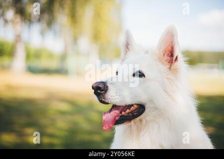 Berger Blanc Suisse Stockfoto