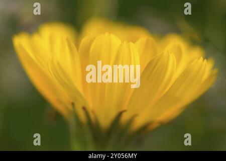 Marigold (Makrofoto) Stockfoto