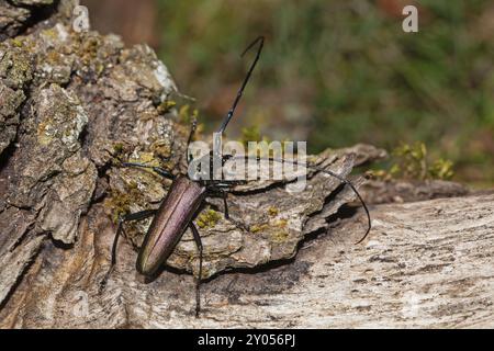 Muskbuck hängt am Baumstamm und schaut von hinten schräg rechts nach oben Stockfoto