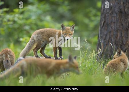 Rotfuchs (Vulpes vulpes), Jungfüchse im Wald, erkunden ihre Umgebung im hohen Gras unter einem Baum, Sommer, Hessen, Deutschland, Europa Stockfoto