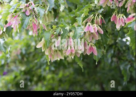 Samen auf einem Baum aus einem tatarenahorn (Acer tataricum), Bayern, Deutschland, Europa Stockfoto