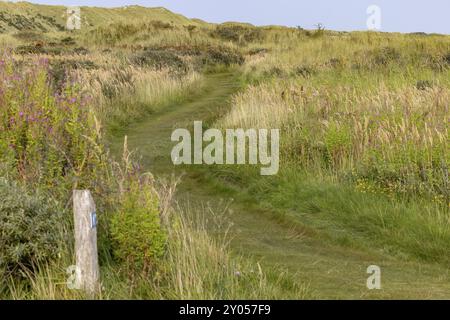 Wanderweg in der Heide hinter den Dünen, in der Nähe von Oerd, Ameland Island, Friesland, Niederlande Stockfoto