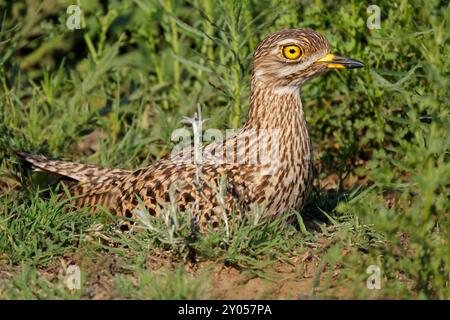 Ein geflecktes dickes Knie (Burhinus capensis), das auf seinem Nest sitzt, Südafrika Stockfoto