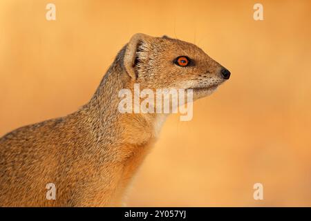Porträt einer gelben Mungo (Cynictus Penicillata), Kalahari-Wüste, Südafrika Stockfoto