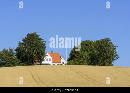 Weißes Haus mit rotem Dach, umgeben von Bäumen, auf einem Weizenfeld unter klarem blauem Himmel, Neuseeland, Dänemark, Europa Stockfoto