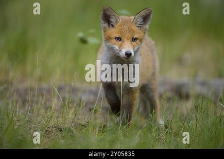 Rotfuchs (Vulpes vulpes), junger Fuchs, der durch das grüne Gras eines Waldes läuft, Sommer, Hessen, Deutschland, Europa Stockfoto