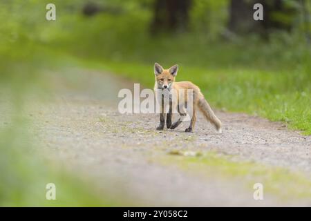 Rotfuchs (Vulpes vulpes), ein junger Fuchs auf einem Waldweg, umgeben von grüner Vegetation, Sommer, Hessen, Deutschland, Europa Stockfoto