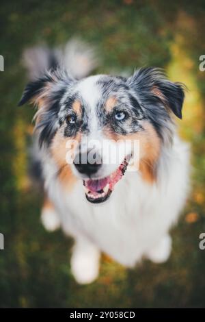 Australian Shepherd Stockfoto