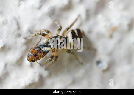 Springende Spinne mit gejagter Beute, Blattrichter an der Wand des Hauses. Stockfoto