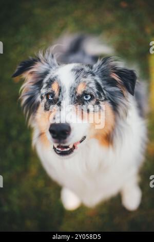 Australian Shepherd Stockfoto