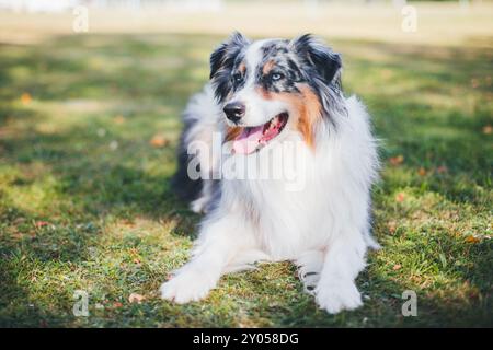 Australian Shepherd Stockfoto