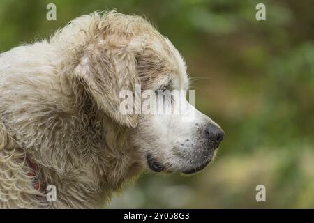 Golden Retriever auf einem Angelausflug Stockfoto