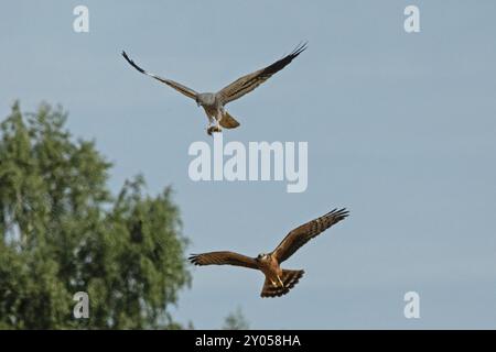 Montagus harrier männlich mit Maus in Kupplungen, die offene Flügel hält, und weiblich mit offenen Flügeln, die übereinander fliegen und anders aussehen als das f Stockfoto