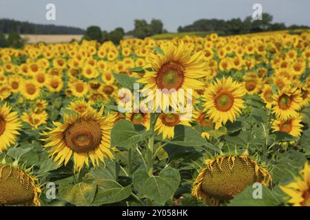 Sonnenblume mehrere gelbe offene Blumen nebeneinander vor einem blauen Himmel Stockfoto