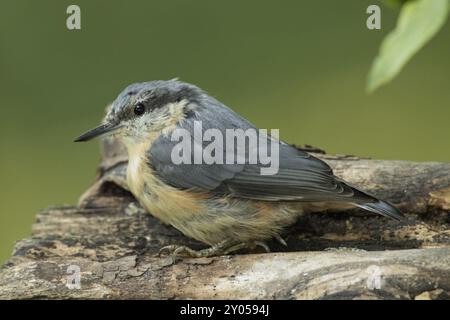 Nuthatch sitzt auf Baumstamm und sieht nach links Stockfoto