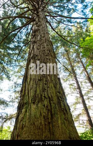 Riesenmammutbaum (Sequoiadondron giganteum) in Inverlael Forest, Ross-shire, Schottland, Großbritannien. Stockfoto