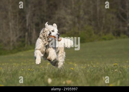 Golden Retriever Wird Abgerufen Stockfoto