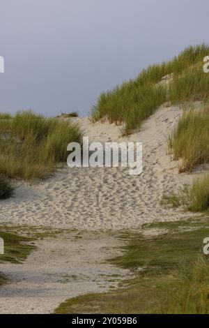 Sanddüne in der Nähe von Oerd, Ameland Island, Friesland, Niederlande Stockfoto