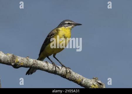 Gelber Bachschwanz, der von vorne rechts auf einem Ast sitzt und vor blauem Himmel blickt Stockfoto