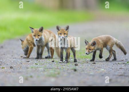 Rotfuchs (Vulpes vulpes), vier junge Füchse, die neugierig ihre Umgebung in der Natur auf einem Waldweg erkunden, Sommer, Hessen, Deutschland, Europa Stockfoto