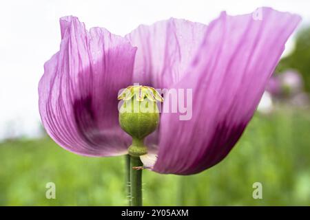 Lila Mohn Stockfoto