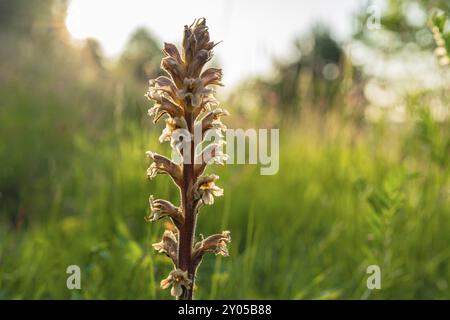 Einheimische Orchideenarten auf der Schwäbischen Alb Stockfoto