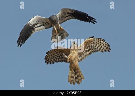 Montagus harrier männlich mit offenen Flügeln und weiblich mit offenen Flügeln, die Maus in Kupplungen fängt, die übereinander fliegen und anders aussehen als die Stockfoto