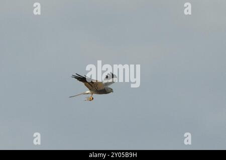 Montagus harrier, der Maus in den Klauen hält und Flügel offen fliegt direkt in den blauen Himmel Stockfoto